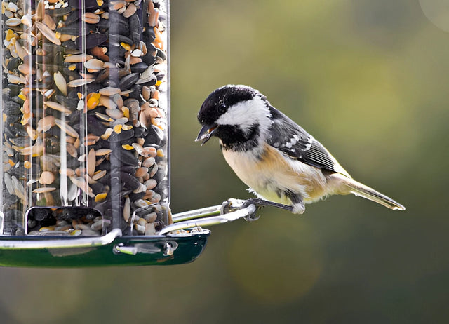 Bird Feeders