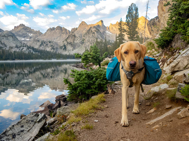 Pet Outdoor Supplies