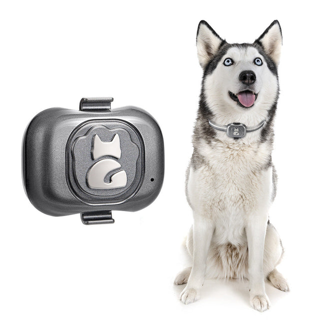 Reliable anti-loss GPS tracking device for pets next to a dog, showcasing waterproof design and compact size.