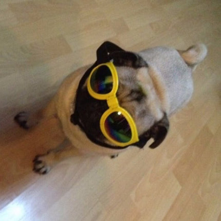 Lunettes de soleil pliables pour chien