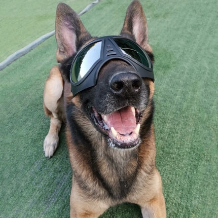 Lunettes imperméables pour chien