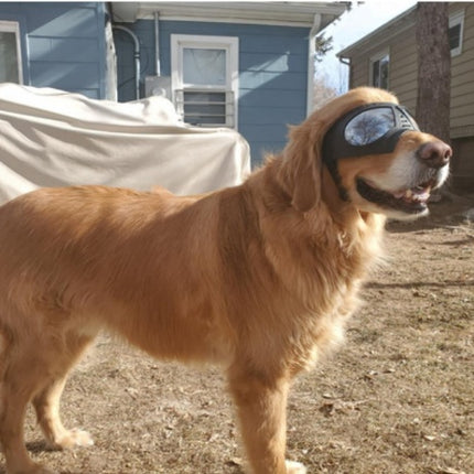 Lunettes imperméables pour chien