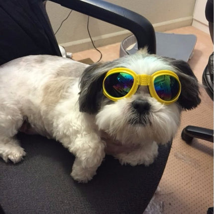 Lunettes de soleil pliables pour chien