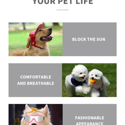 Lunettes de ski pour chien