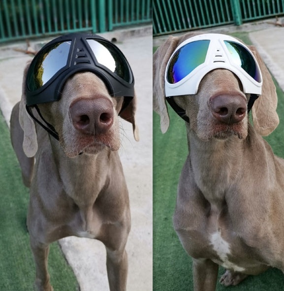 Lunettes imperméables pour chien