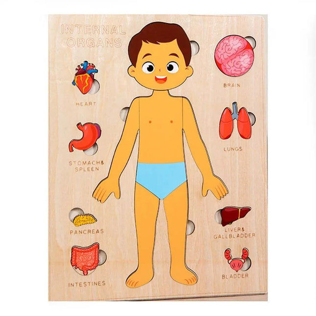 Montessori Toys Human Body