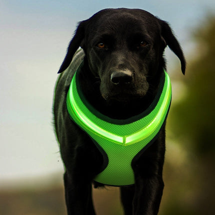 Harnais lumineux LED pour chien